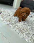 Toy Poodle Puppy image